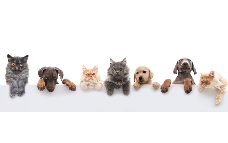 Communication Animale Intuitive - Consultation en visio