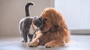 FORFAIT Soins de Dégagement + soin Ciblé + soin Chakras spécial animaux